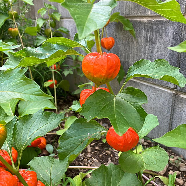 ikubooさんの部屋