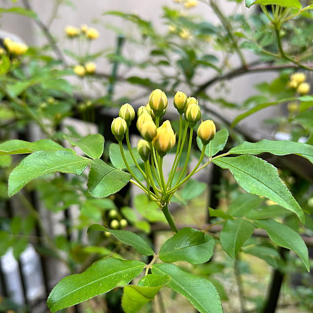 pirokoさんの部屋