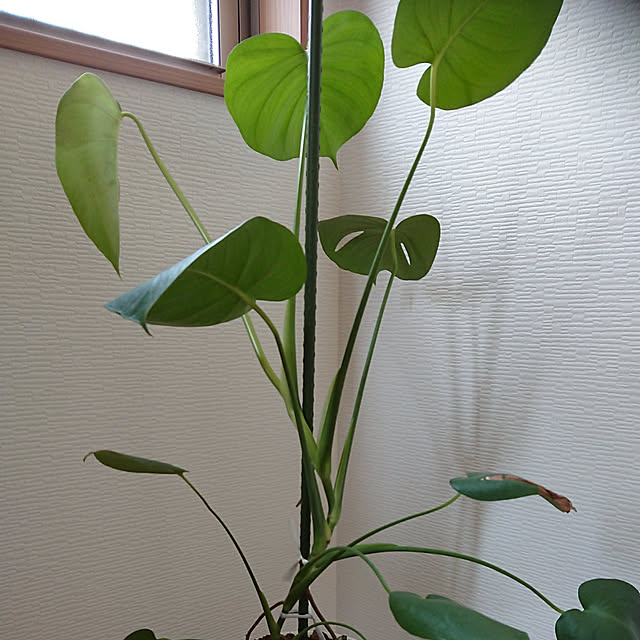 kaikenさんの実例写真