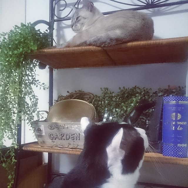 hoshiさんの実例写真