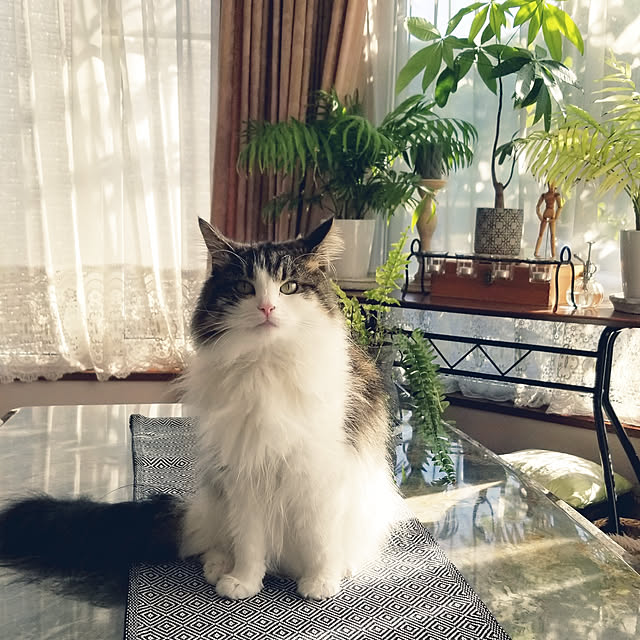 neoさんの実例写真