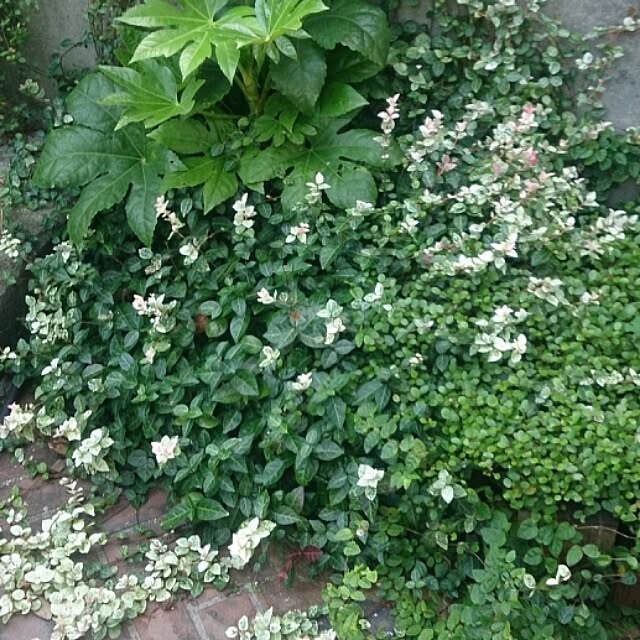 kazu0905さんの実例写真