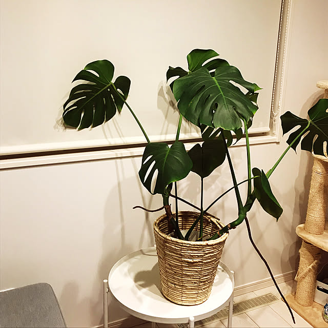 minminさんの実例写真