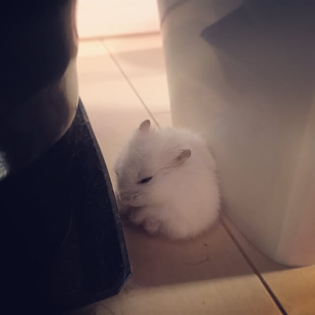 Nanaeさんの実例写真