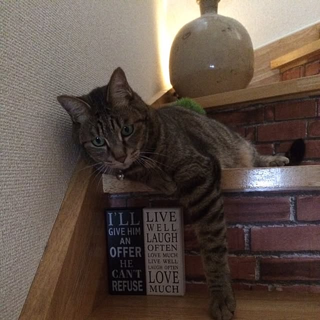 shinさんの実例写真
