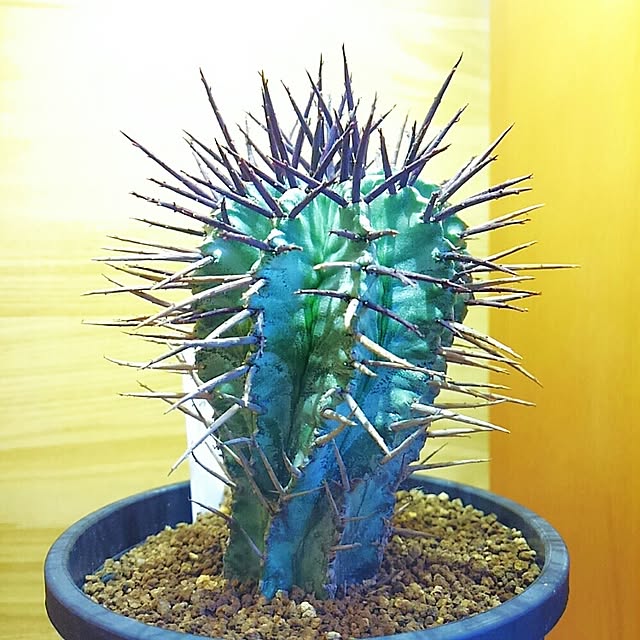 merocaさんの実例写真