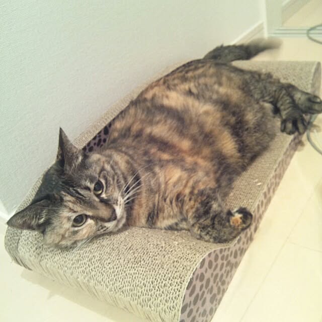 kikinanaさんの実例写真