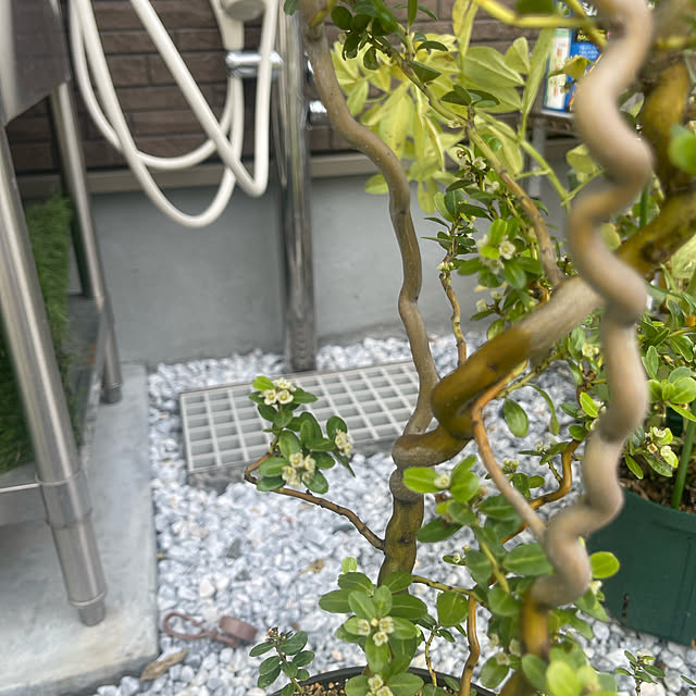 manekinekoさんの実例写真