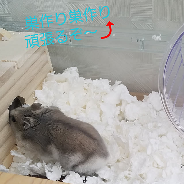 BAZさんの実例写真