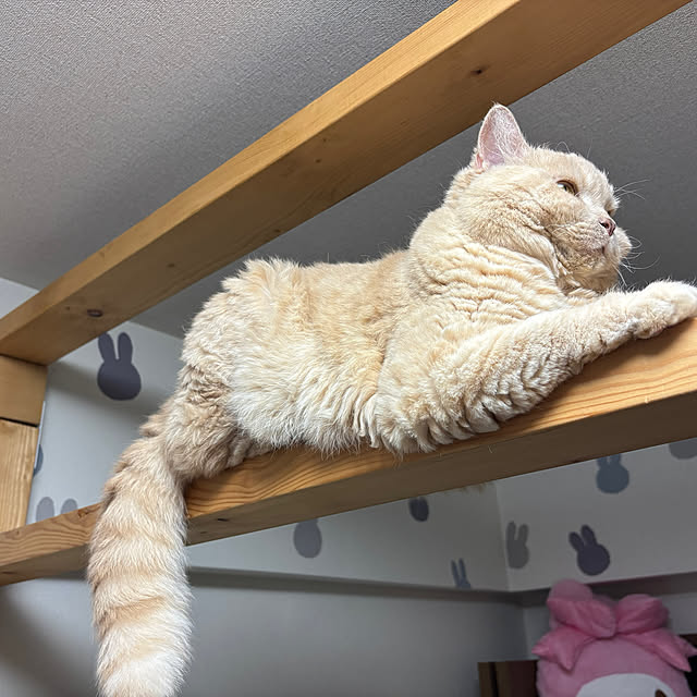 naokoさんの部屋