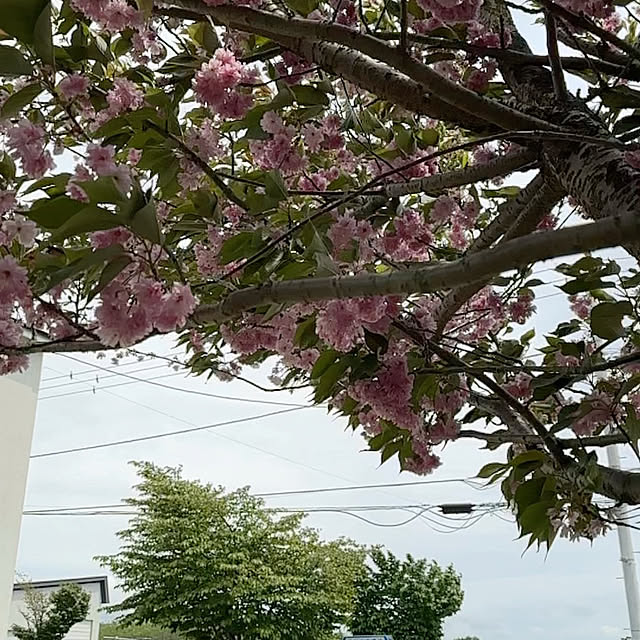 hanahana1444さんの部屋