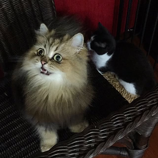 butachanさんの実例写真