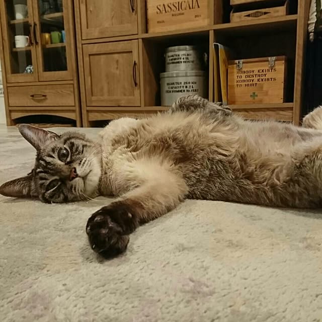 mu-chan.dadadaさんの実例写真