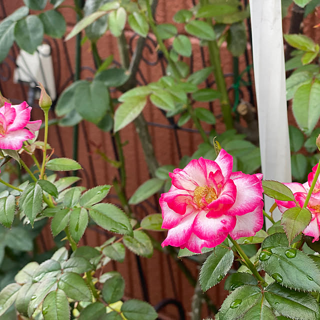 RoseLife5818さんの部屋