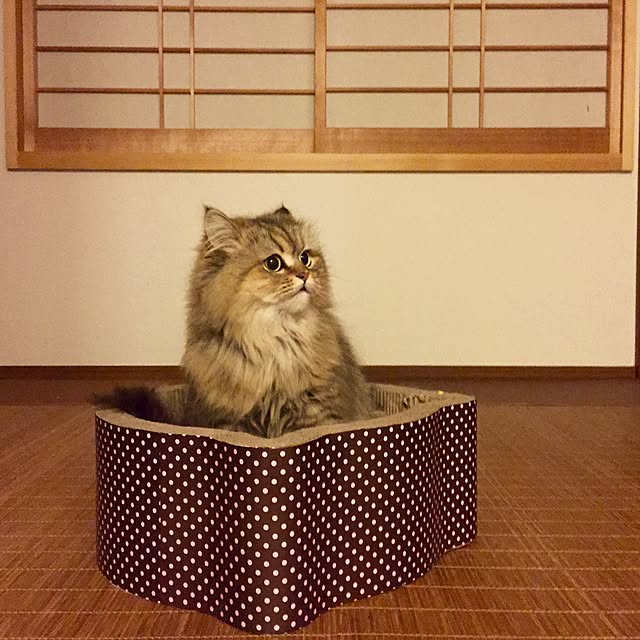 butachanさんの実例写真