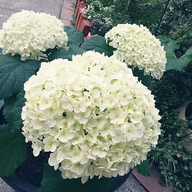 mamixさんの実例写真