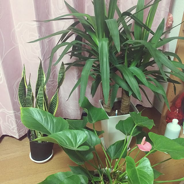 Saoriさんの実例写真