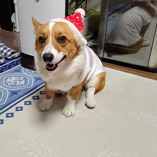 megusuke39さんの実例写真