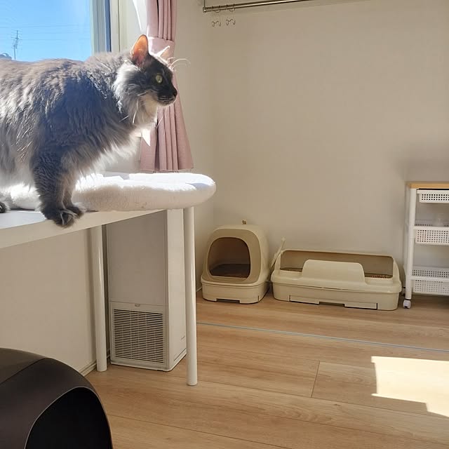 asukaさんの実例写真