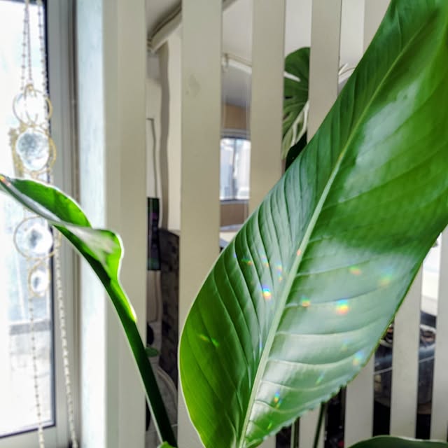 MOMOMAMAさんの実例写真