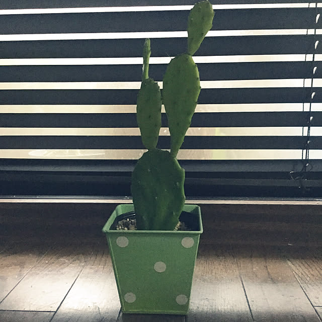 tyadoさんの実例写真
