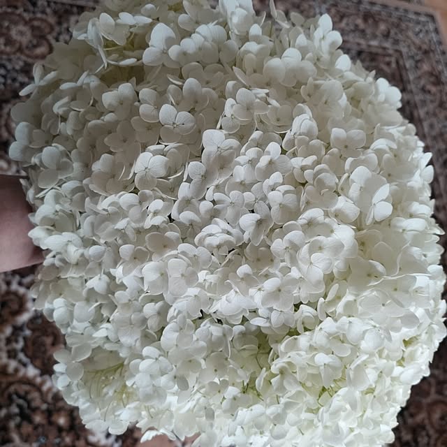 salacocoさんの実例写真