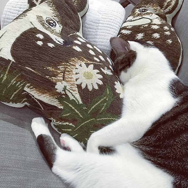 yuchiさんの実例写真