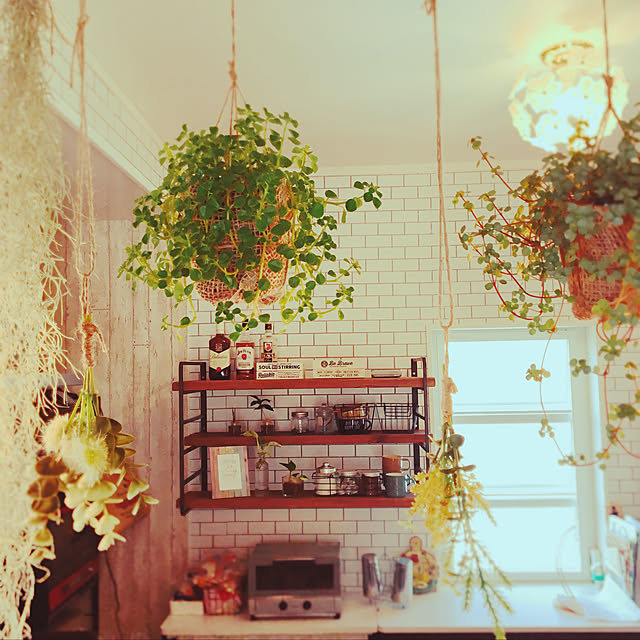 観葉植物/ハンドメイド/DIY/カフェ風/北欧...などのインテリア実例 - 2019-04-20 15:07:48