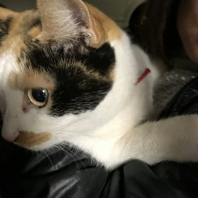 lemoned1126さんの実例写真