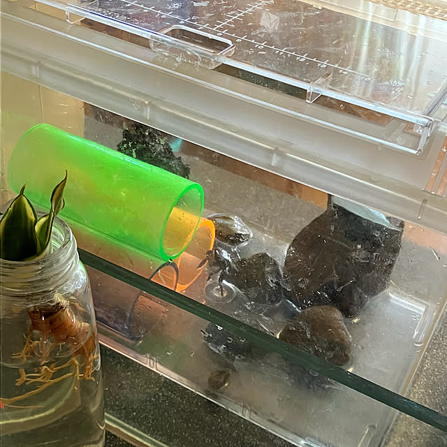 koshiregutyoさんの部屋