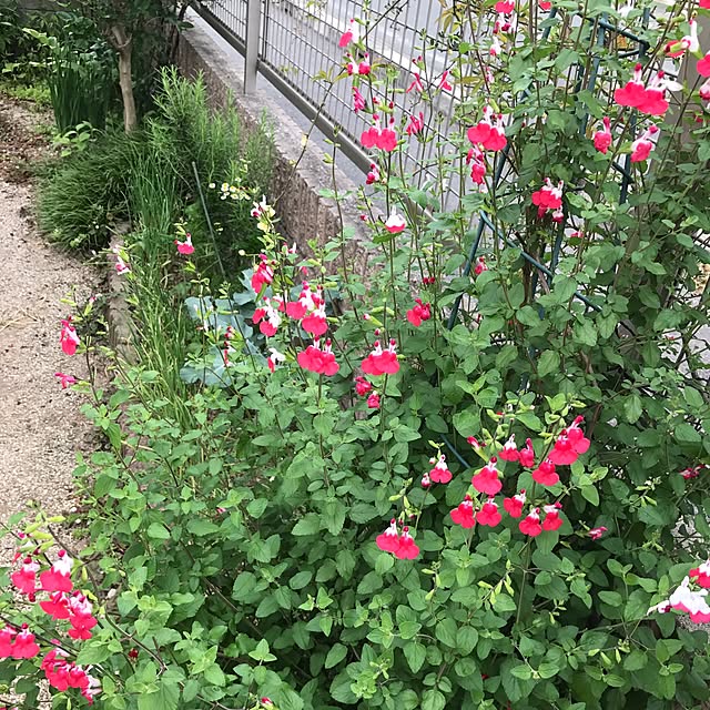 portulacaさんの実例写真