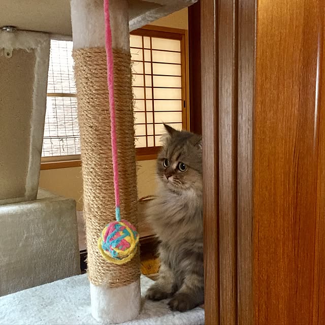 butachanさんの実例写真