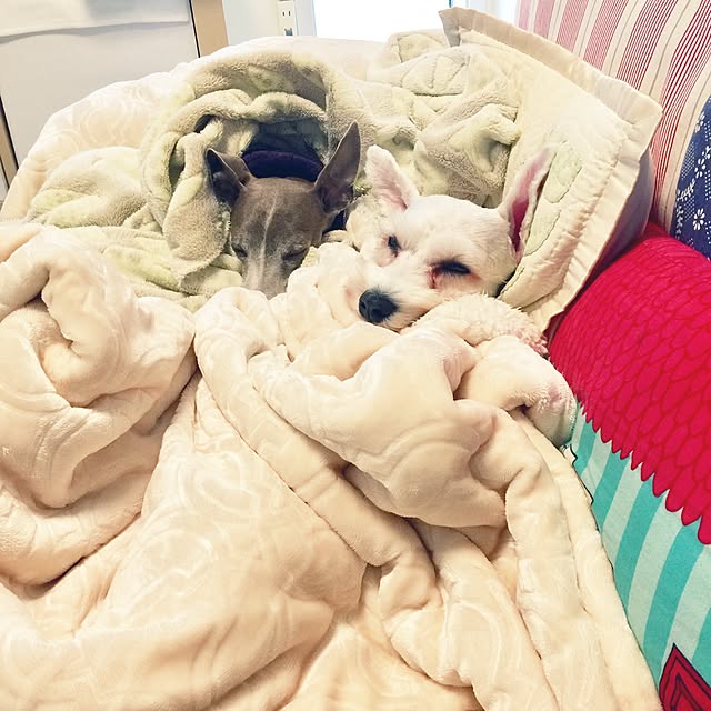 suzyさんの実例写真