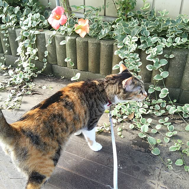 tomo1220さんの実例写真