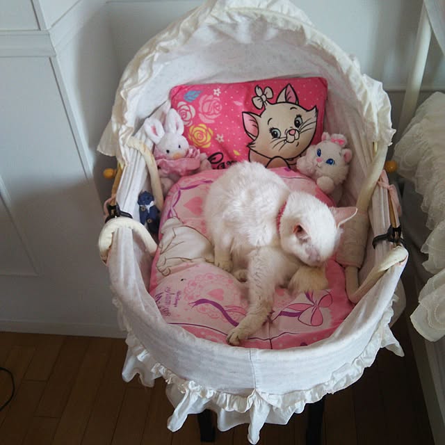 sakuraさんの実例写真