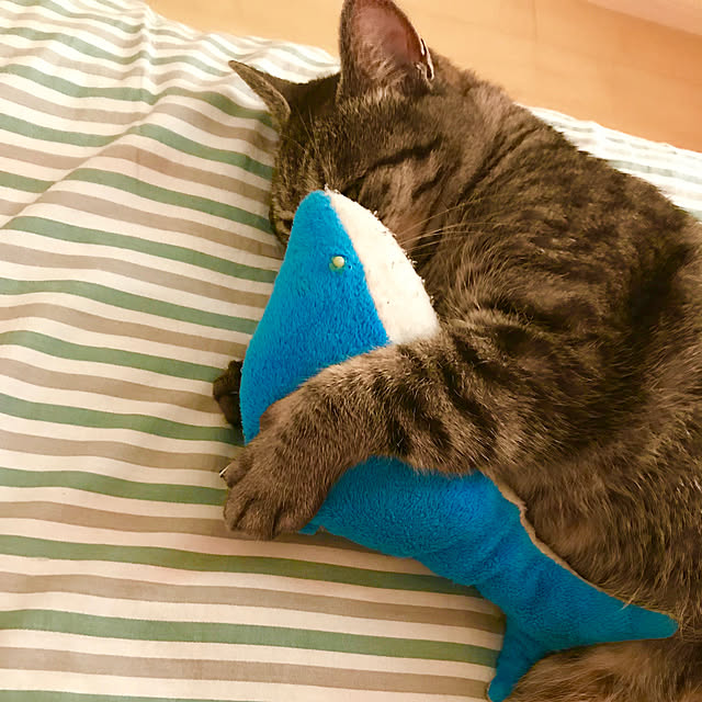 Shinさんの実例写真