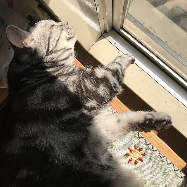 実例写真
