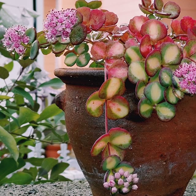 taeko0779さんの実例写真