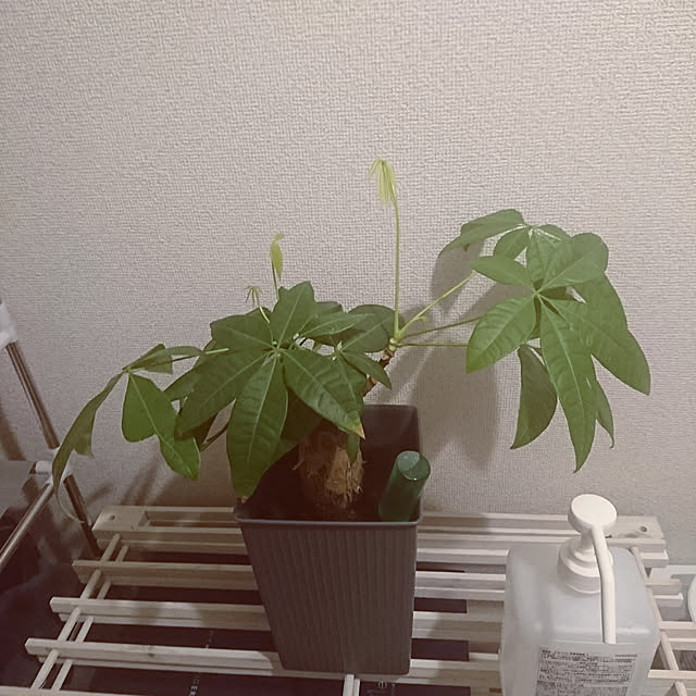 kyoko_aさんの実例写真