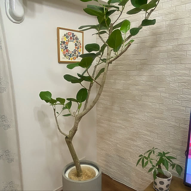 saepiiさんの実例写真