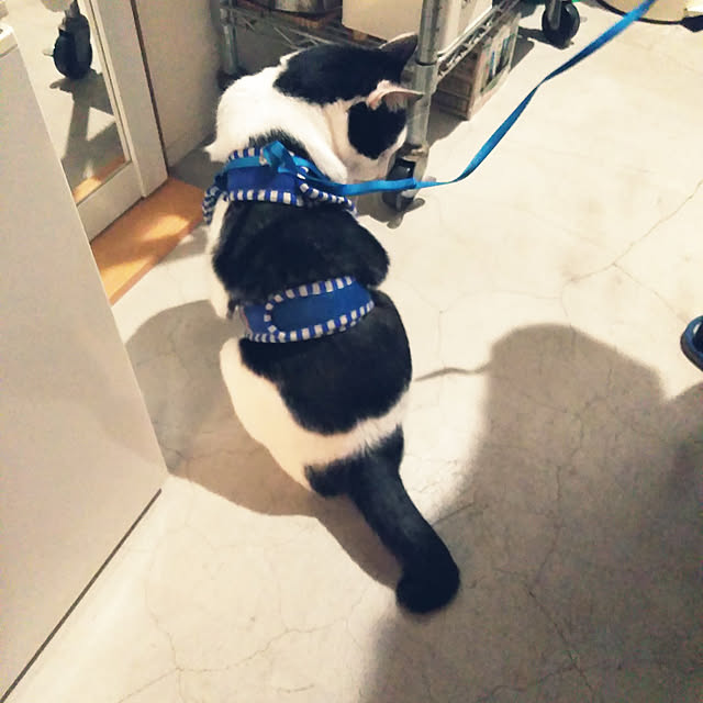 futukoさんの実例写真