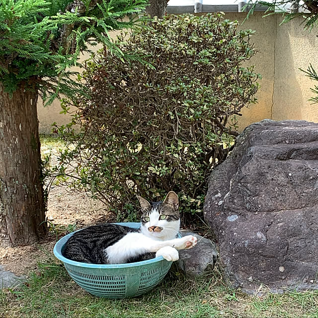 Azukiさんの実例写真