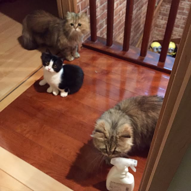 butachanさんの実例写真