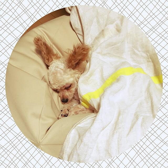 nonさんの実例写真