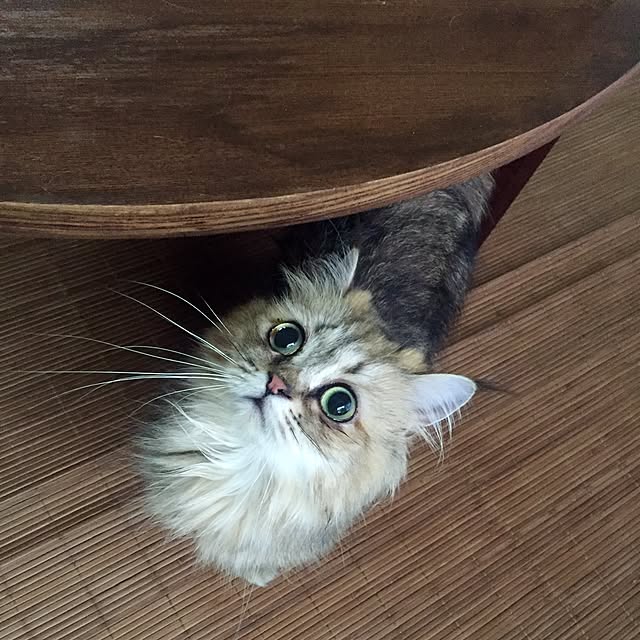butachanさんの実例写真