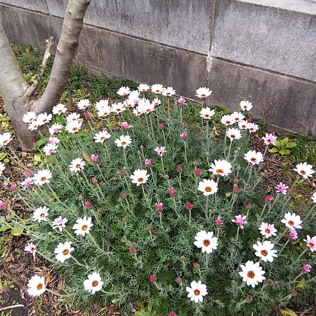 Ryokoさんの実例写真