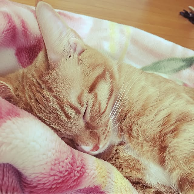 CATさんの実例写真