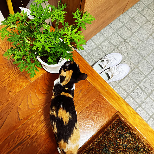 nomaooyaさんの実例写真