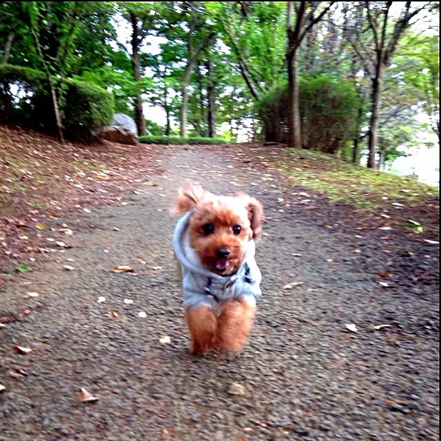 mamezoooさんの実例写真