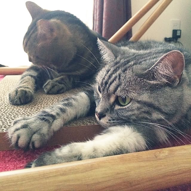 mikomaruさんの実例写真